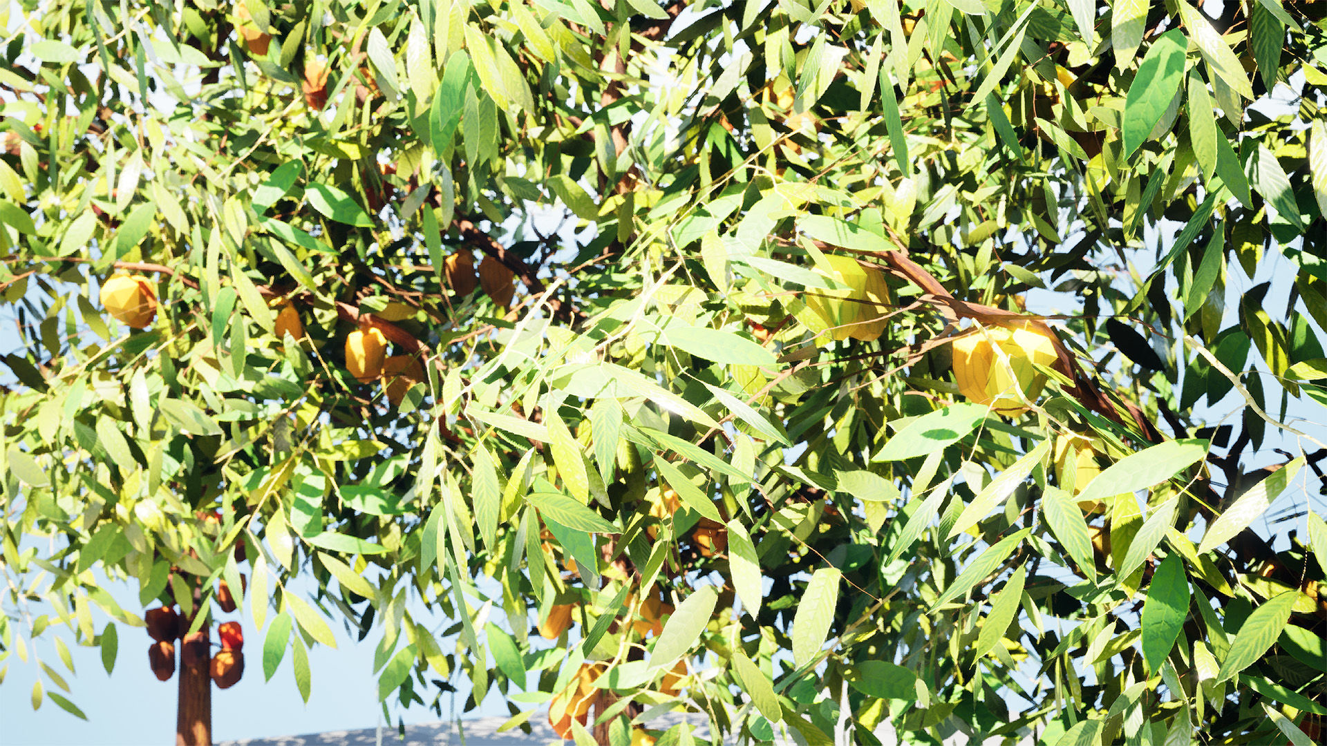 Realistic Cacao Tree 3D Model Low-poly 3D model_11