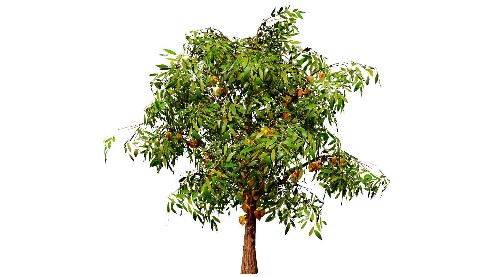 Realistic Cacao Tree 3D Model Low-poly 3D model_5