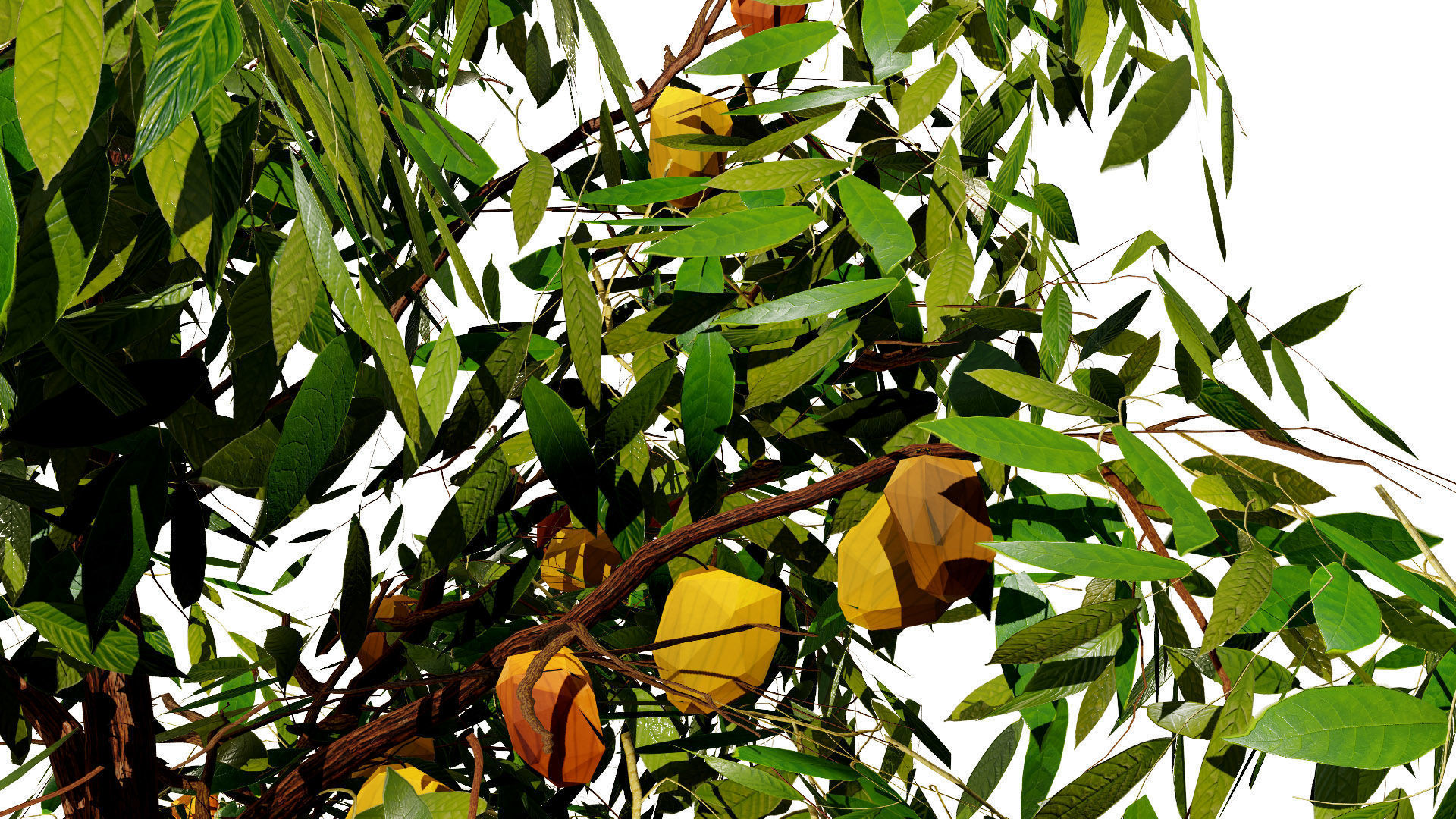 Realistic Cacao Tree 3D Model Low-poly 3D model_4