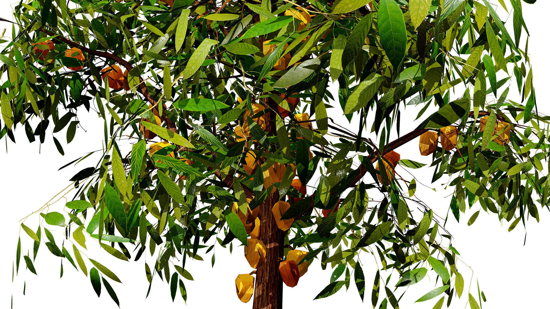 Realistic Cacao Tree 3D Model Low-poly 3D model_6