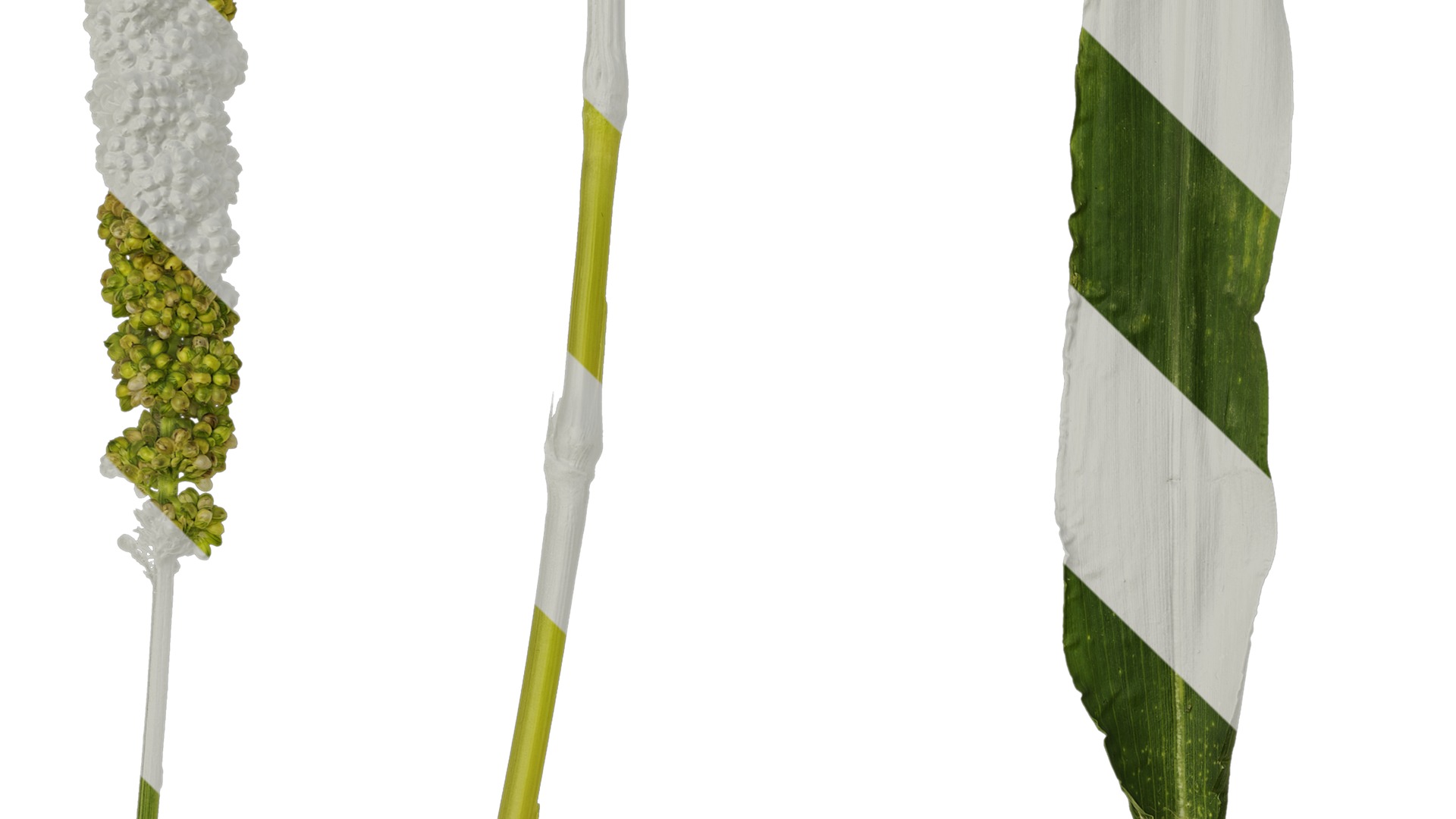 Anydrafts Setaria italica Atlas 04 Texture_3