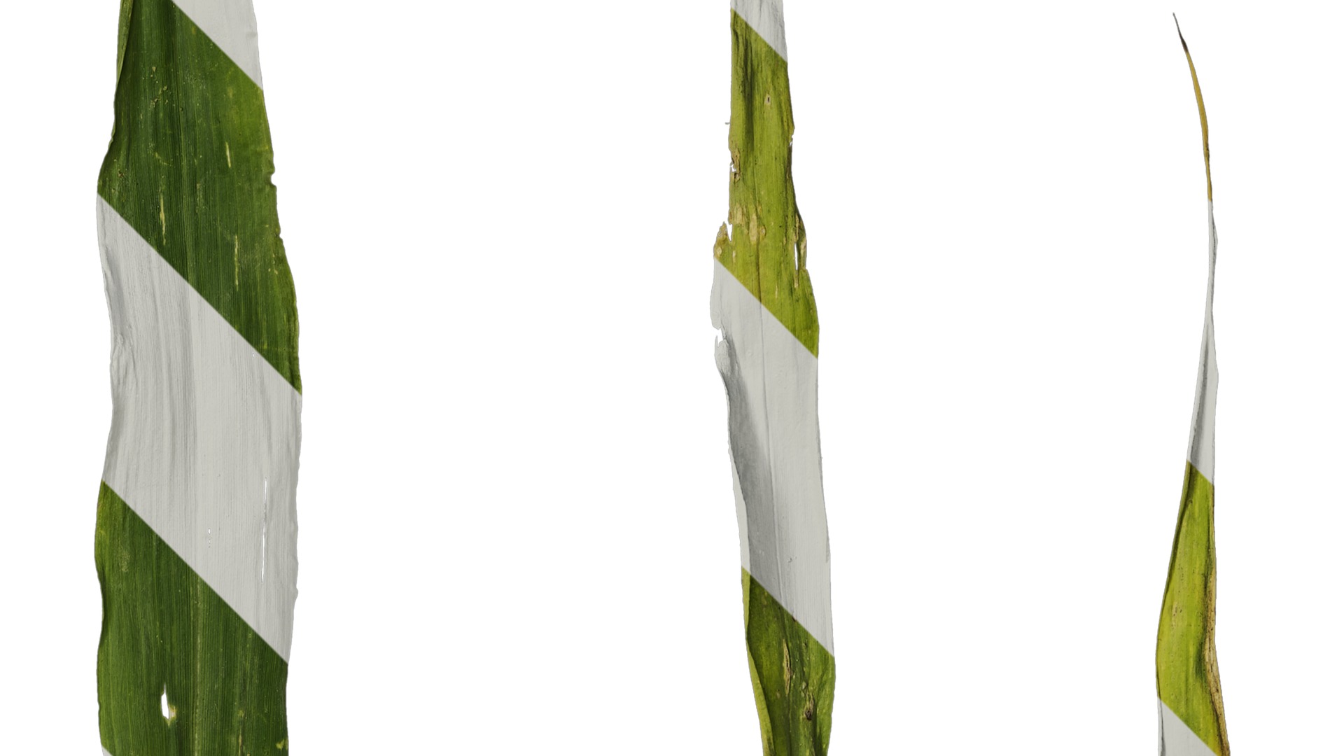 Anydrafts Setaria italica Atlas 04 Texture_2