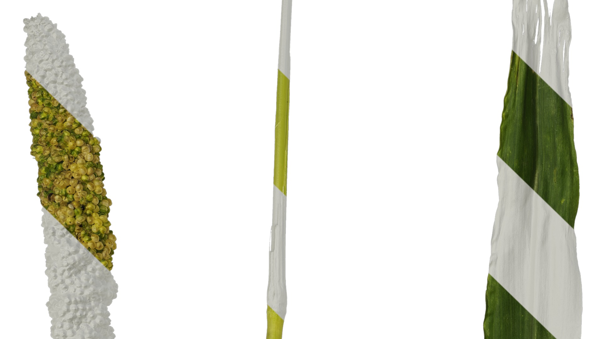 Anydrafts Setaria italica Atlas 04 Texture_1