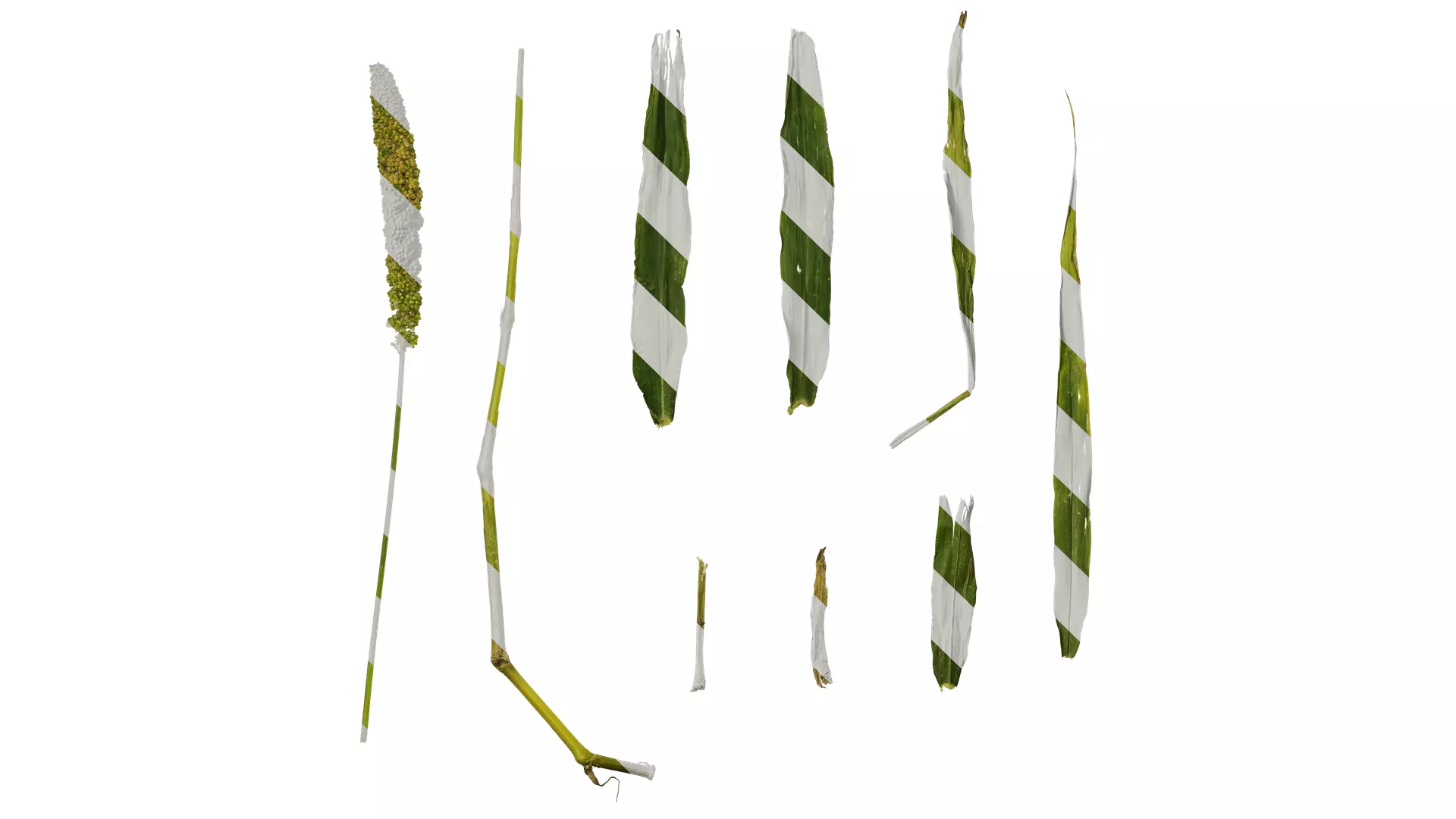 Anydrafts Setaria italica Atlas 04 Texture_0