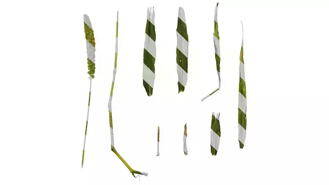 Anydrafts Setaria italica Atlas 04