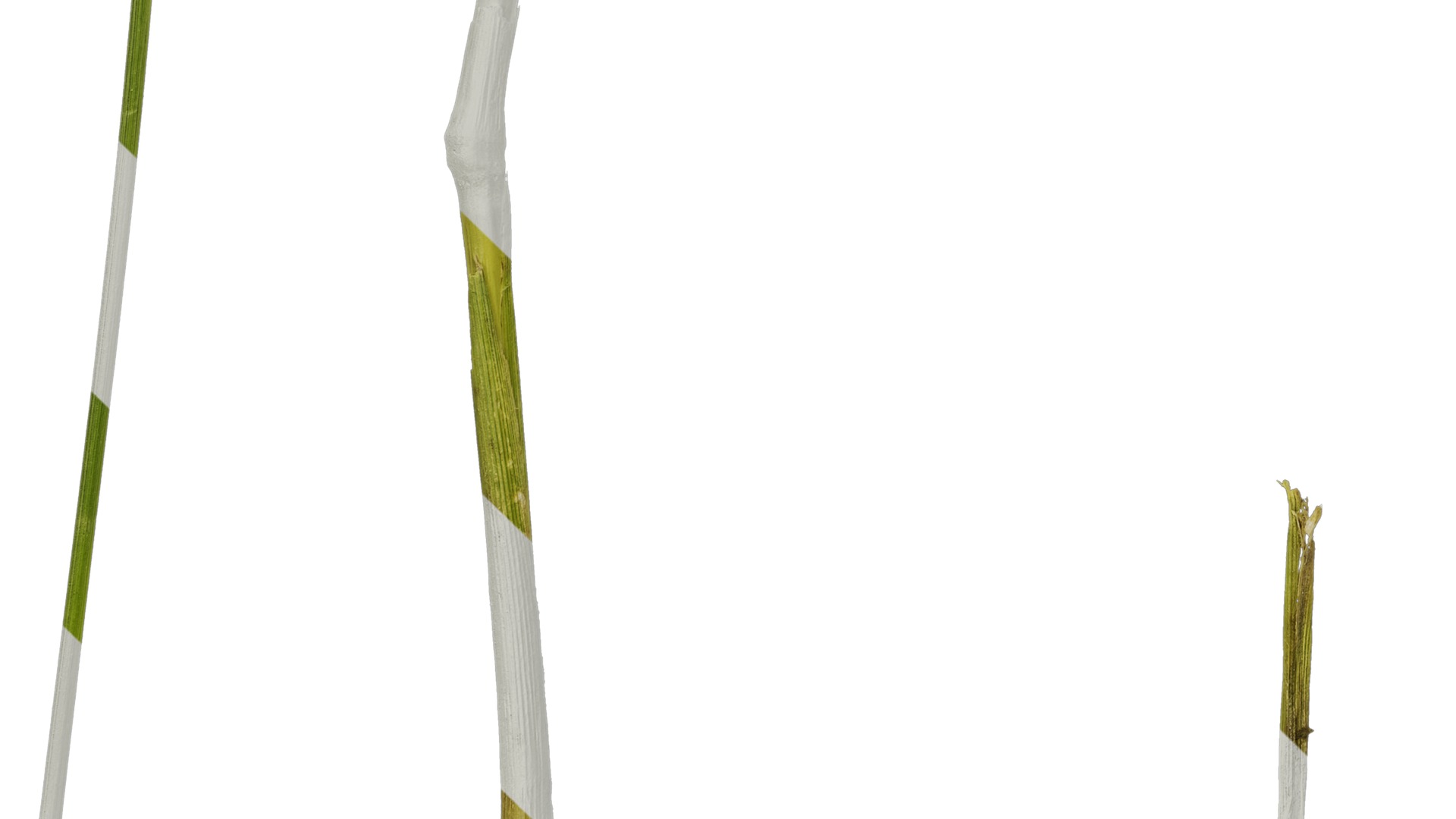 Anydrafts Setaria italica Atlas 04 Texture_5