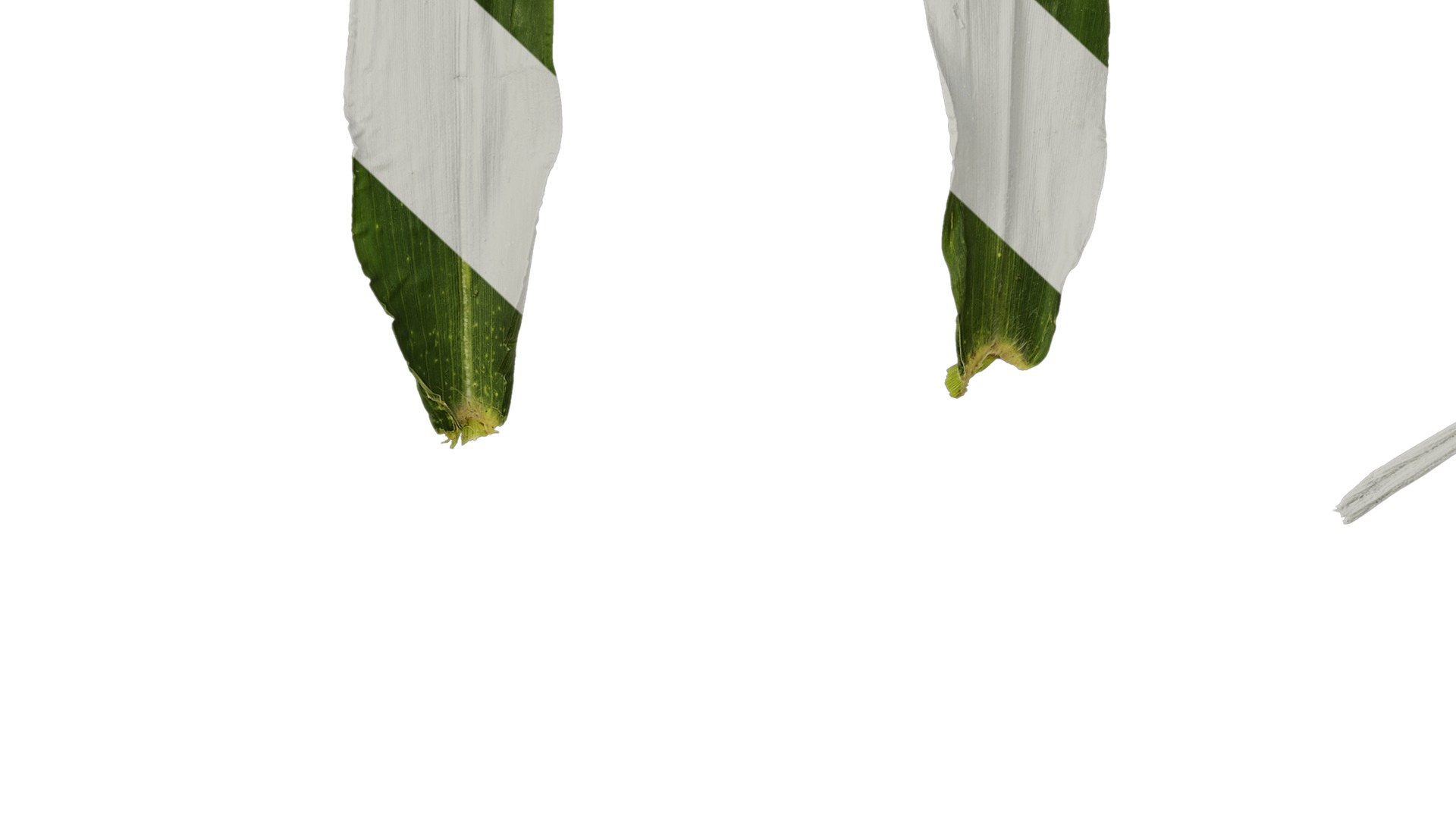 Anydrafts Setaria italica Atlas 04 Texture_7