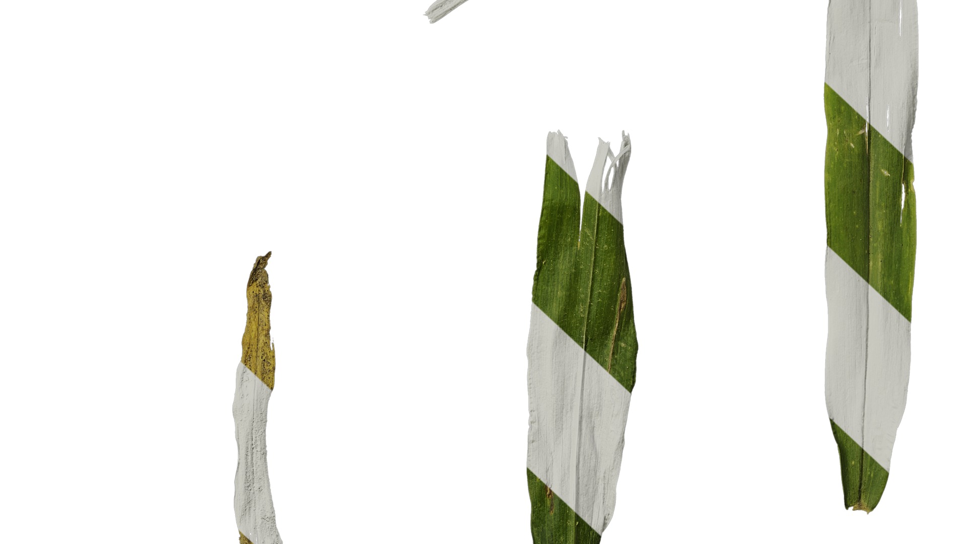 Anydrafts Setaria italica Atlas 04 Texture_6