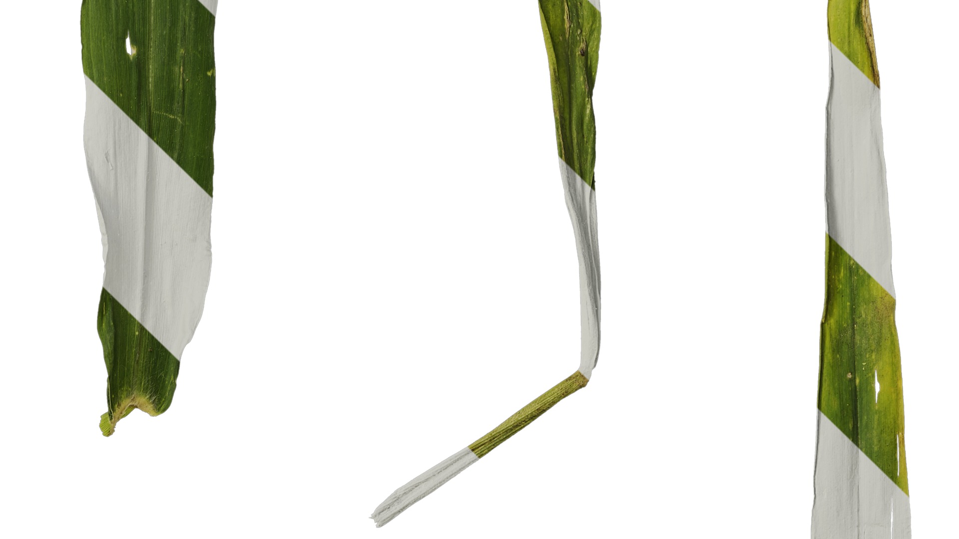 Anydrafts Setaria italica Atlas 04 Texture_4