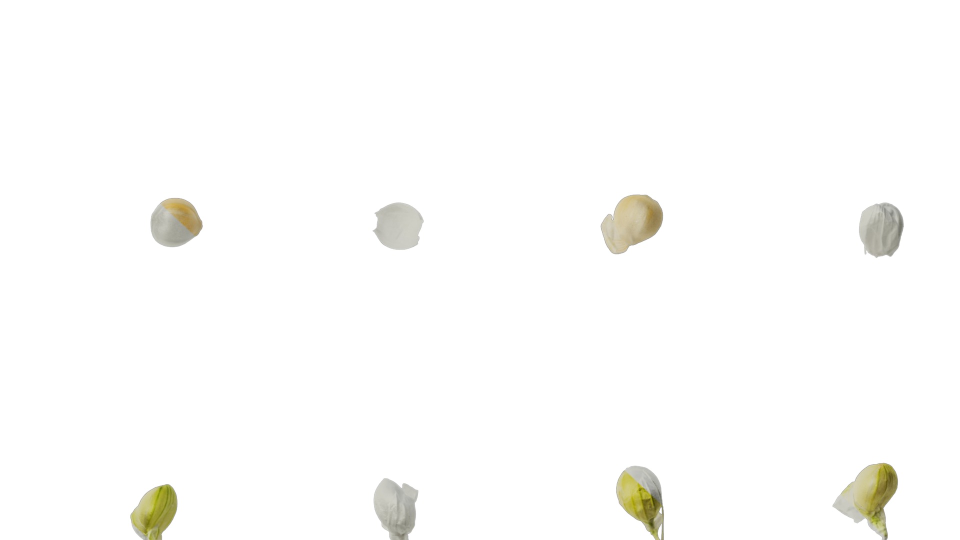 Anydrafts Setaria italica Flower 01 Texture_7