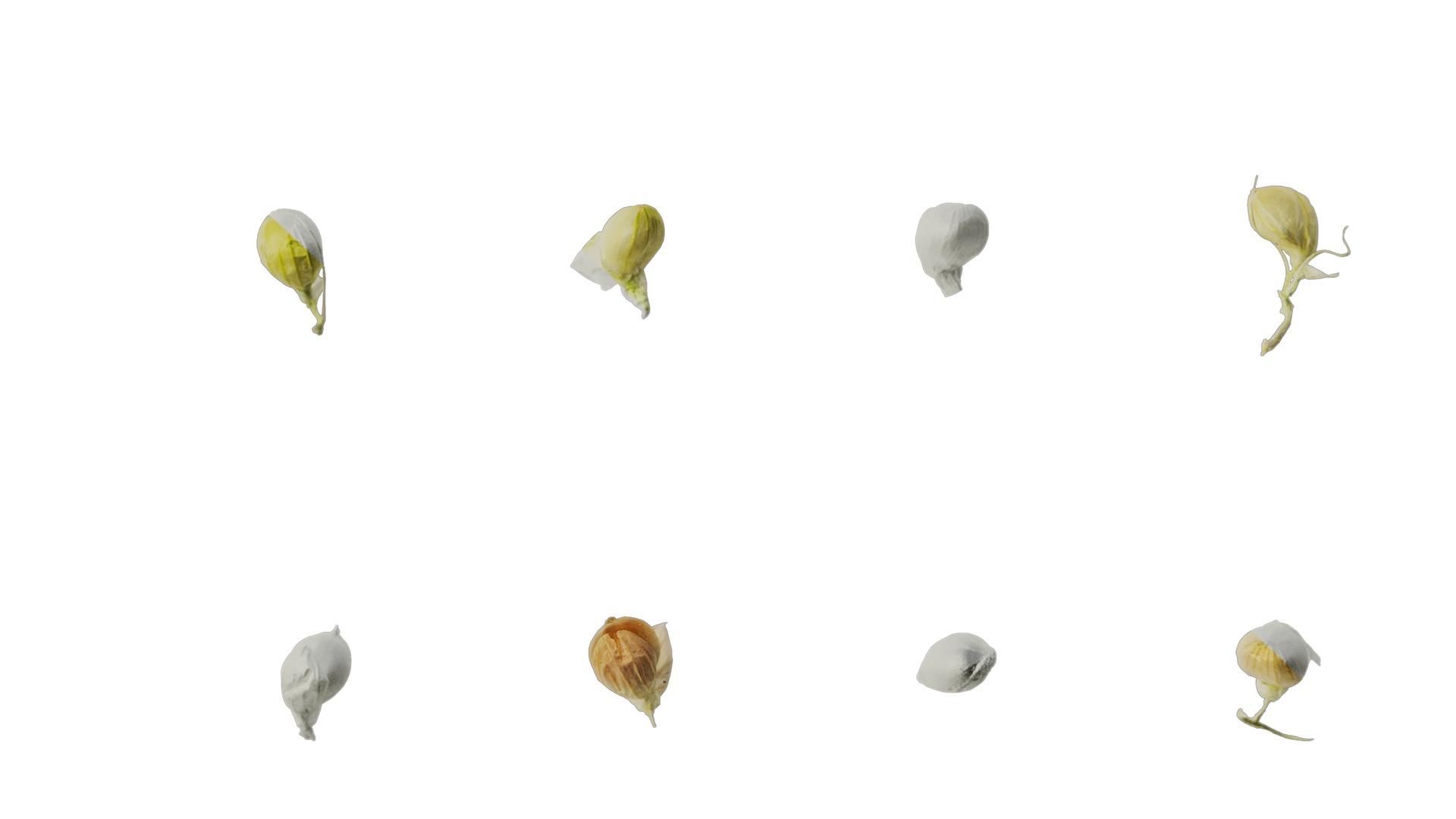 Anydrafts Setaria italica Flower 01 Texture_6