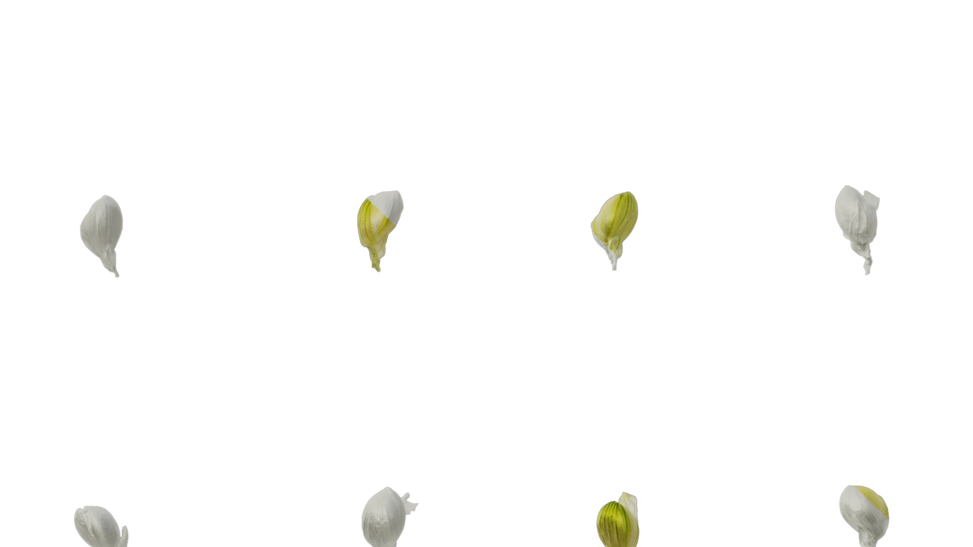 Anydrafts Setaria italica Flower 01 Texture_5