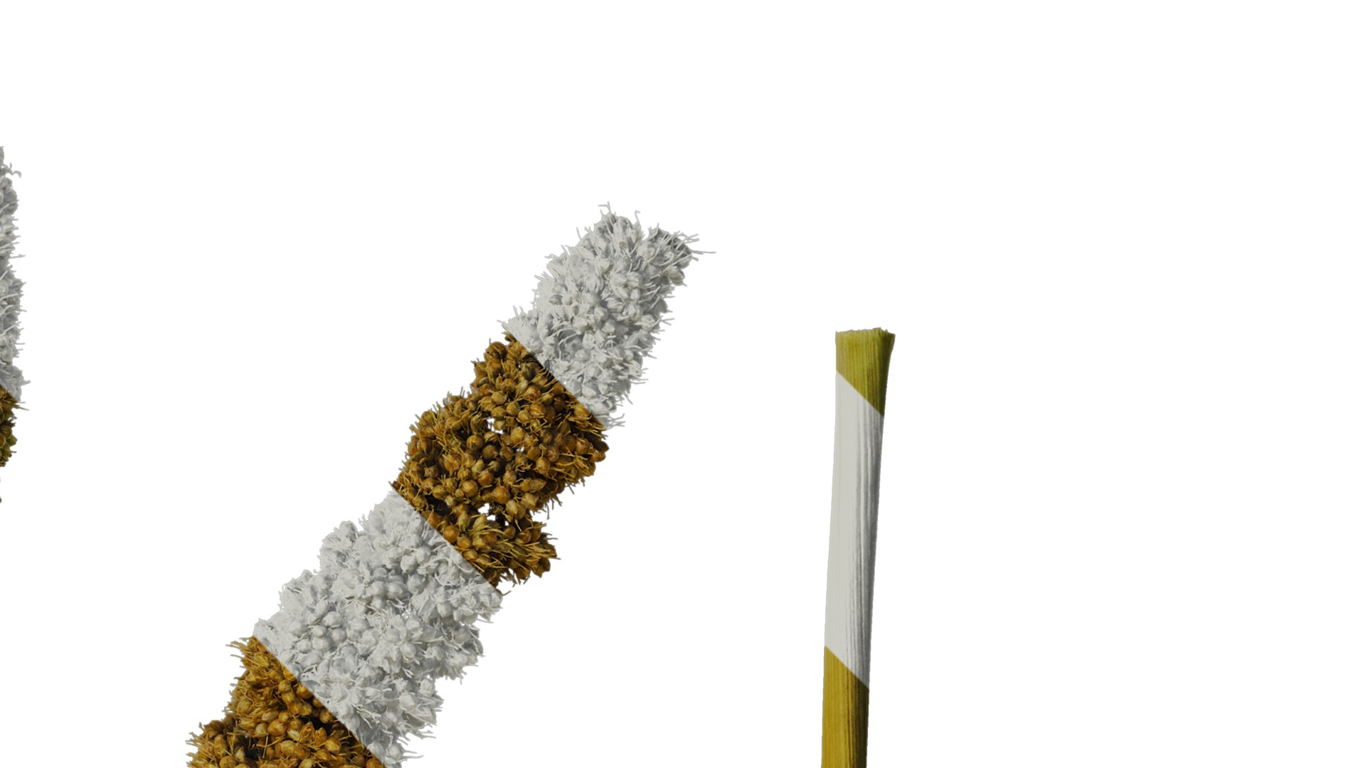 Anydrafts Setaria italica Fruit 03 Texture_2