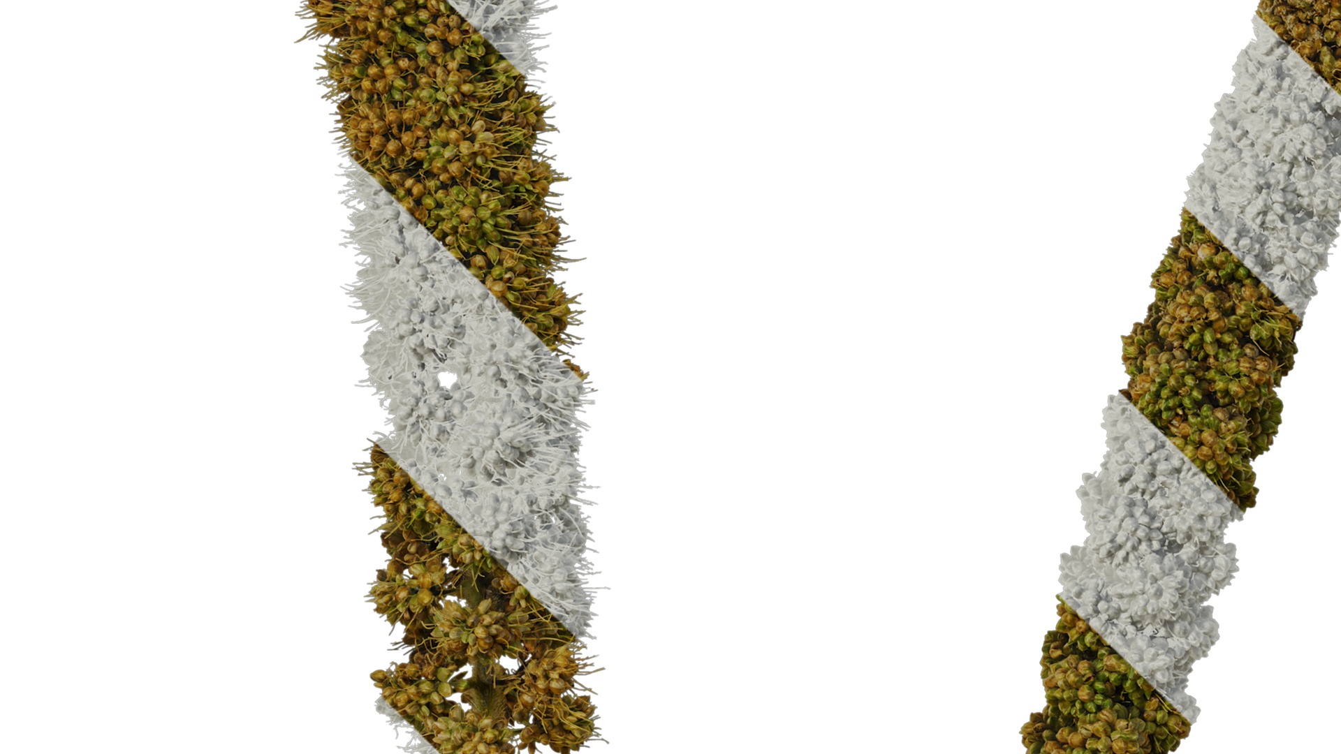 Anydrafts Setaria italica Fruit 03 Texture_3