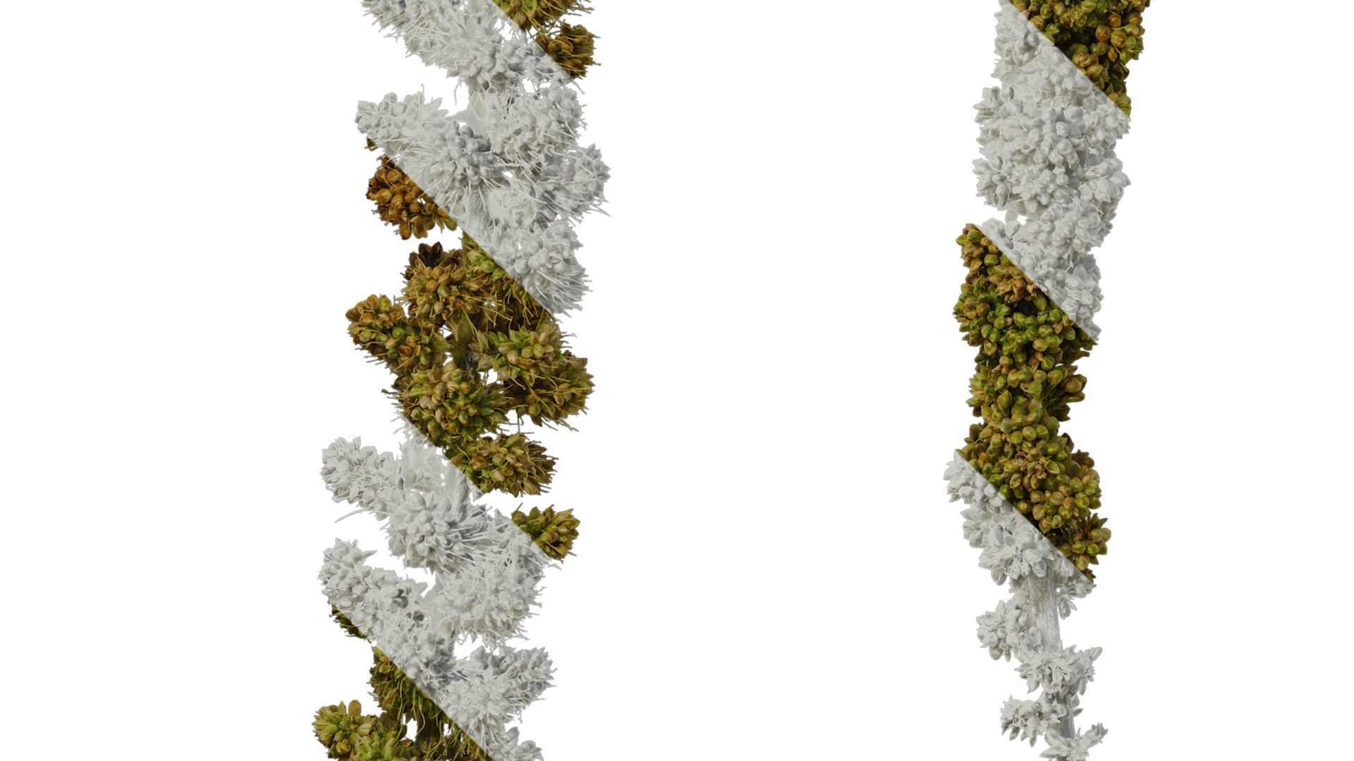 Anydrafts Setaria italica Fruit 03 Texture_5