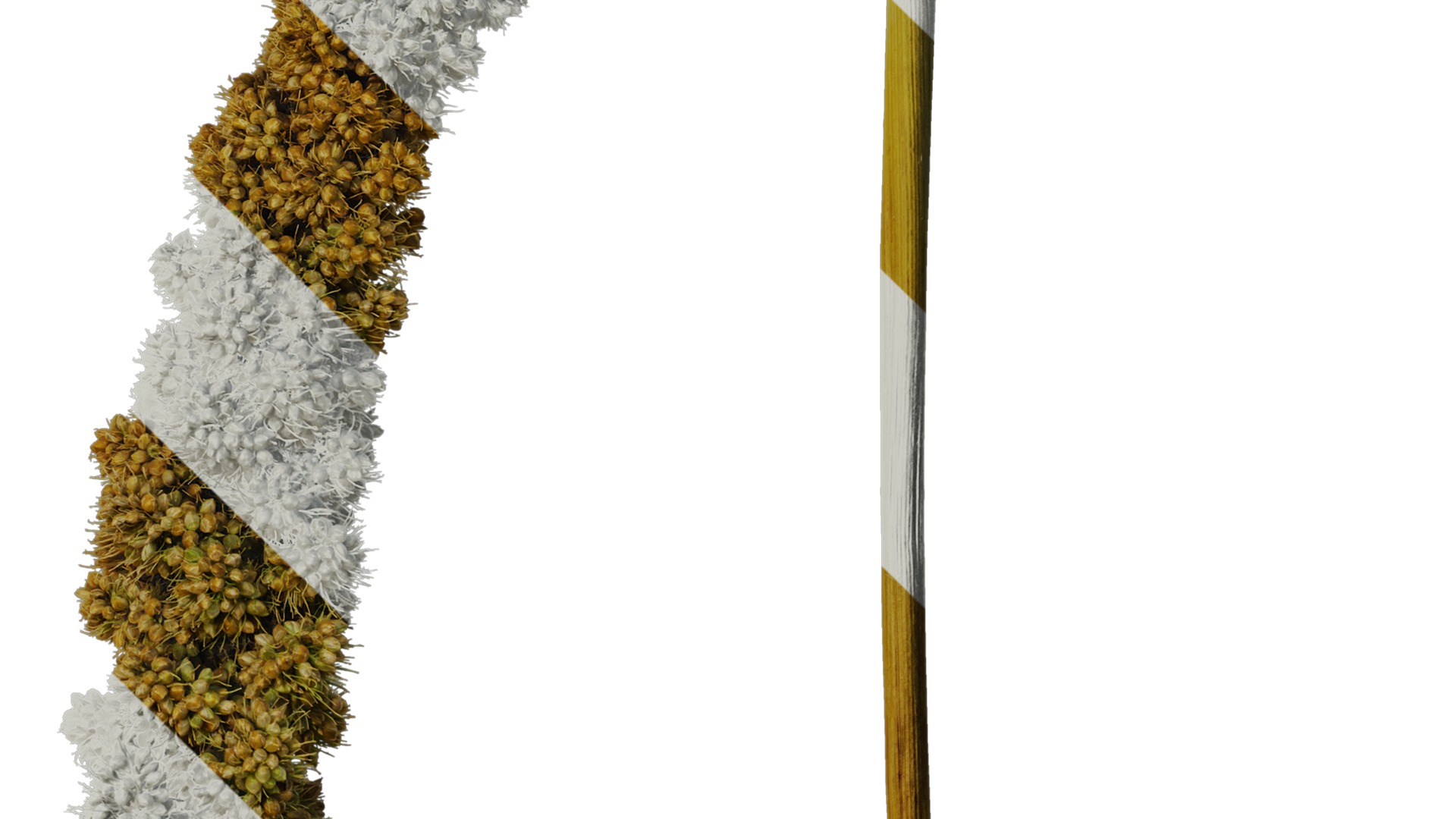 Anydrafts Setaria italica Fruit 03 Texture_4