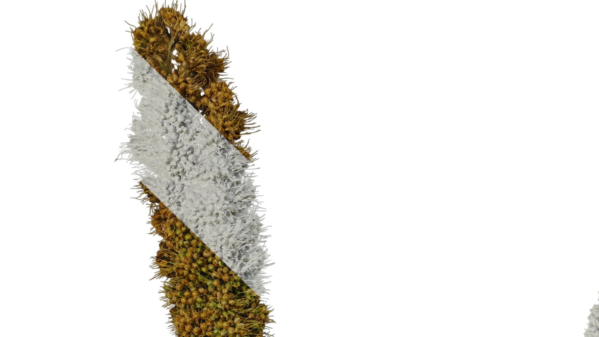 Anydrafts Setaria italica Fruit 03 Texture_1