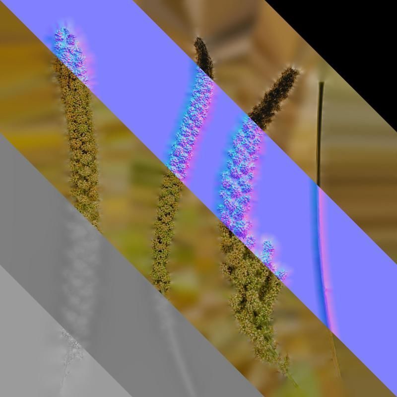 Anydrafts Setaria italica Fruit 03 Texture_8