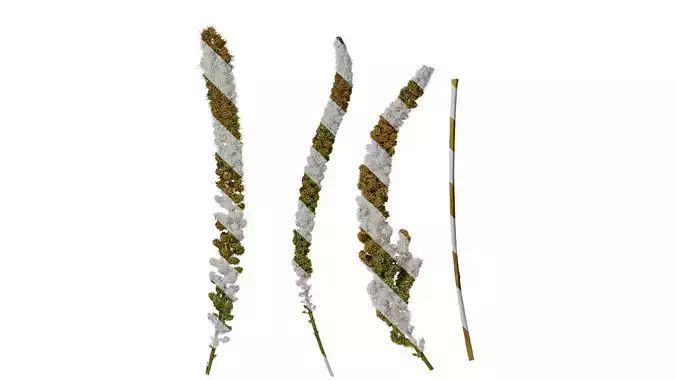 Anydrafts Setaria italica Fruit 03