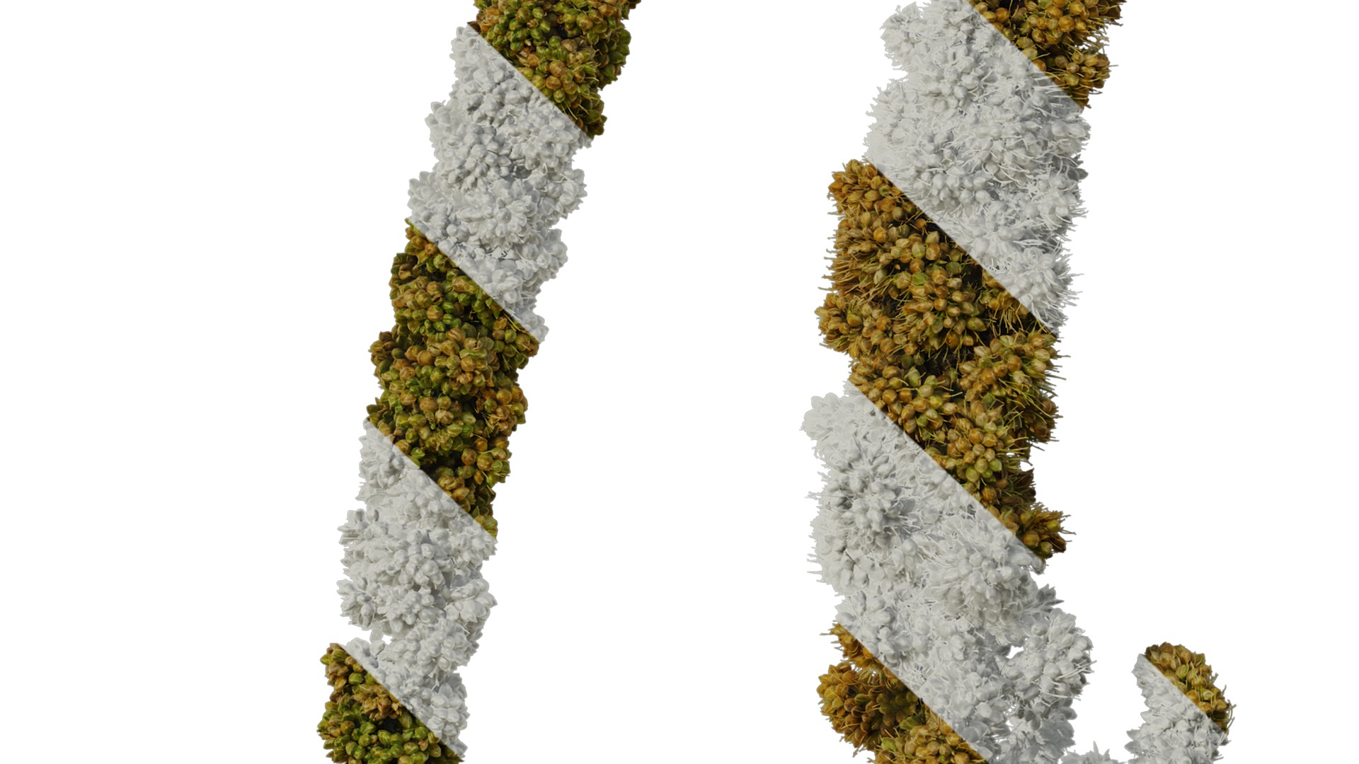 Anydrafts Setaria italica Fruit 03 Texture_7