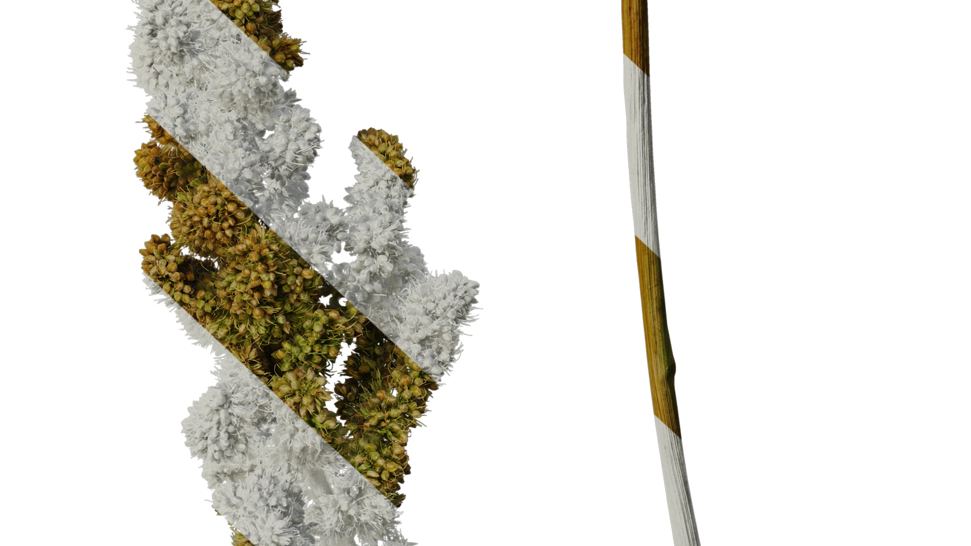 Anydrafts Setaria italica Fruit 03 Texture_6