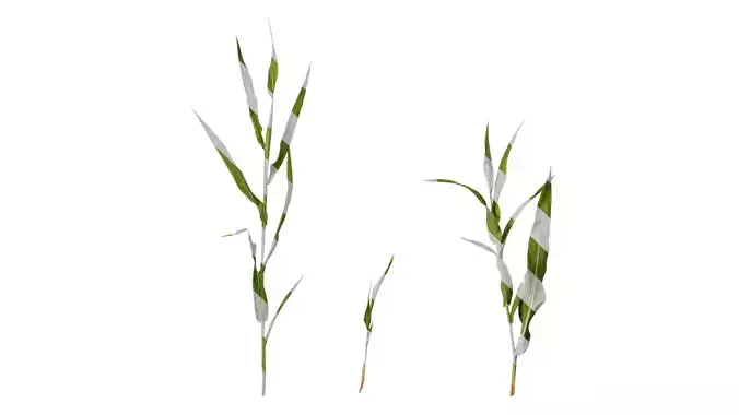 Anydrafts Sorghum bicolor Atlas 01