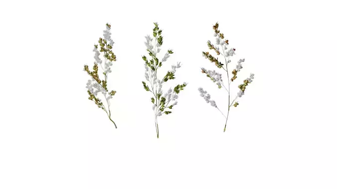 Anydrafts Sorghum bicolor Fruit 01