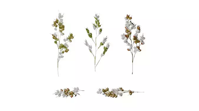 Anydrafts Sorghum bicolor Fruit 02