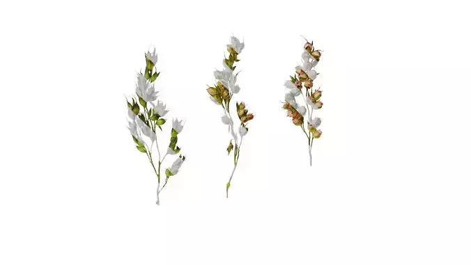 Anydrafts Sorghum bicolor Fruit 03