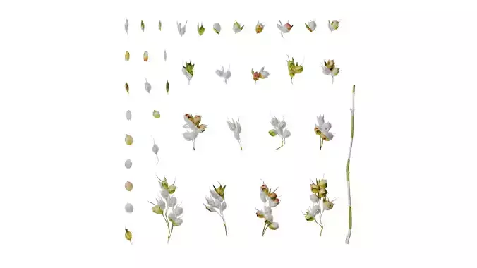 Anydrafts Sorghum bicolor Fruit 04