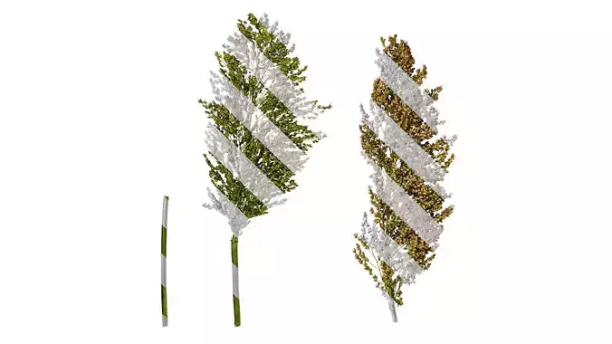 Anydrafts Sorghum bicolor Fruit 05