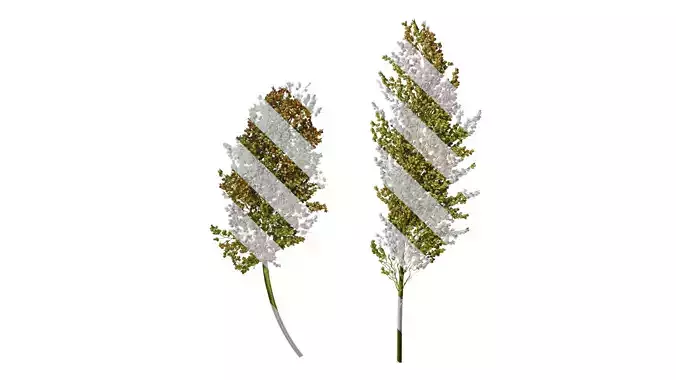 Anydrafts Sorghum bicolor Fruit 06