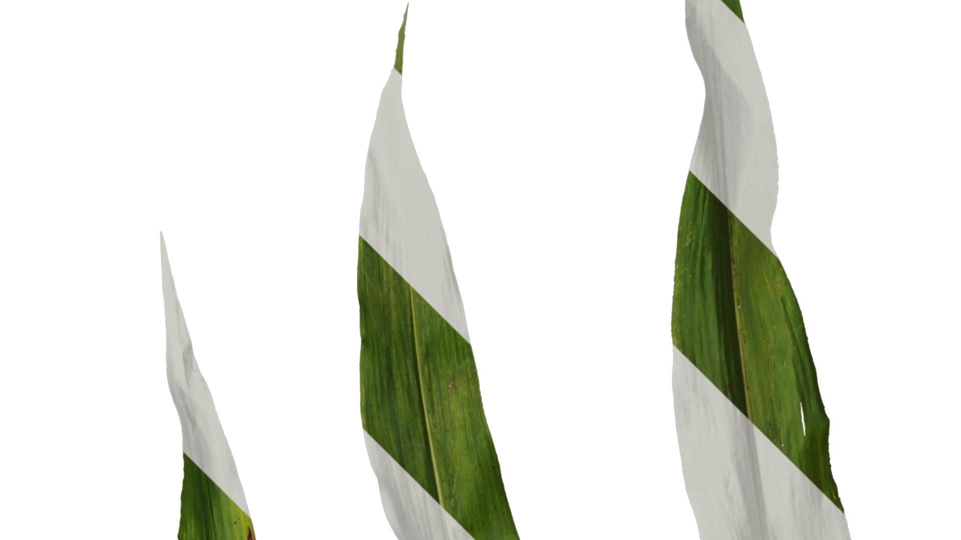 Anydrafts Sorghum bicolor Leaf 01 Texture_2