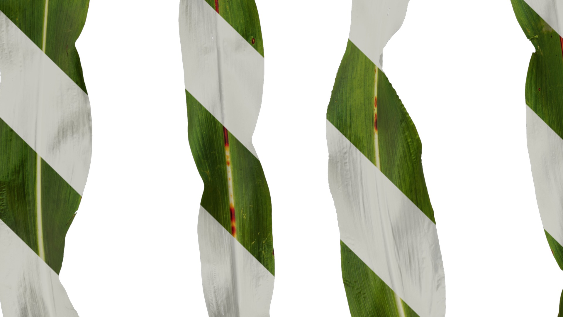 Anydrafts Sorghum bicolor Leaf 01 Texture_5