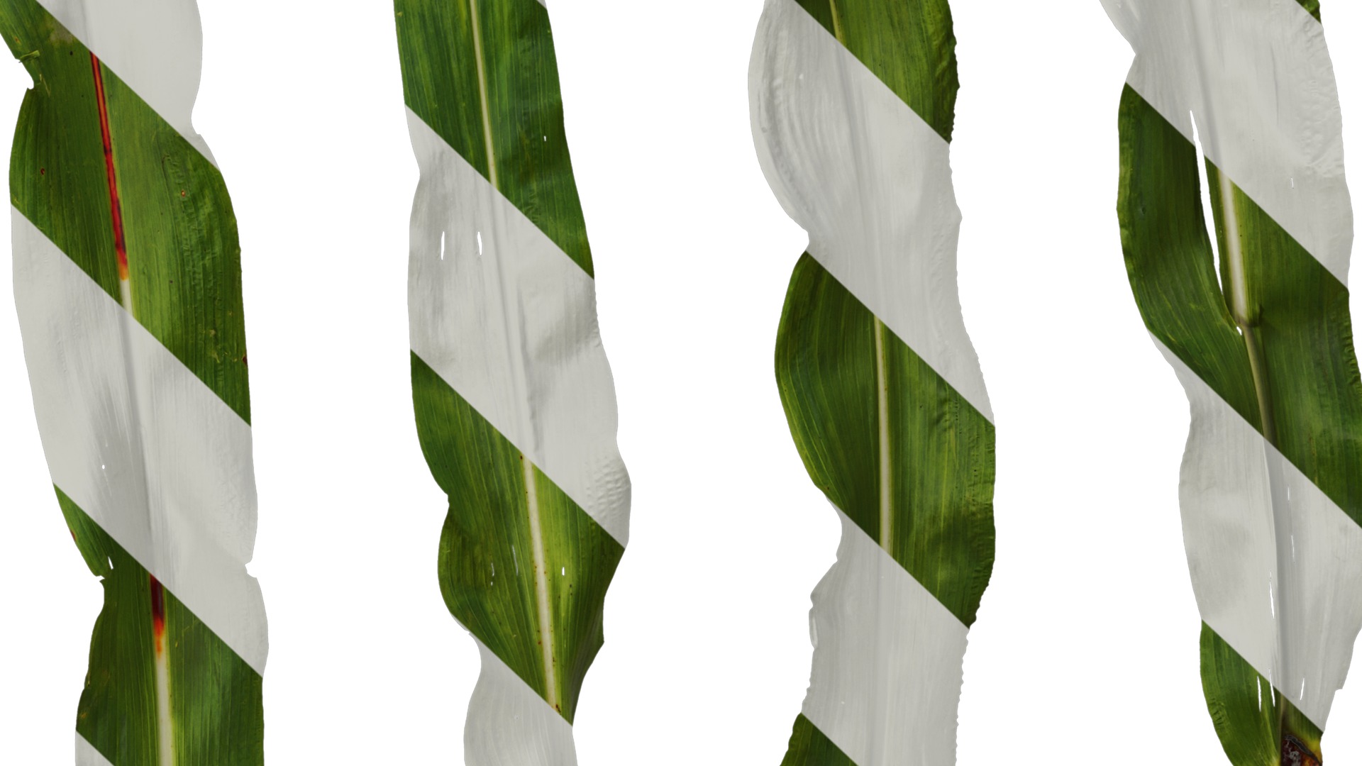 Anydrafts Sorghum bicolor Leaf 01 Texture_6