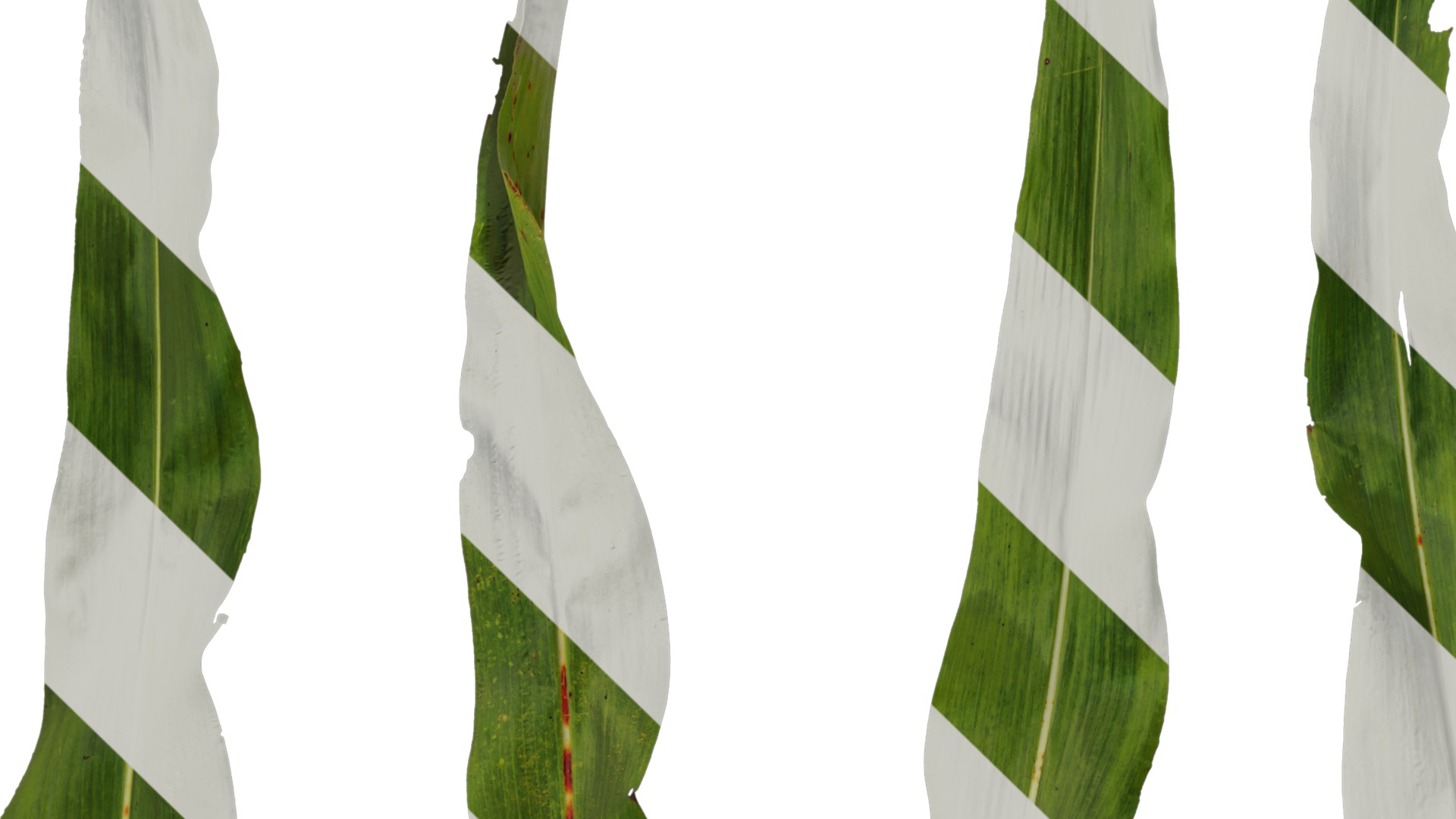 Anydrafts Sorghum bicolor Leaf 01 Texture_3