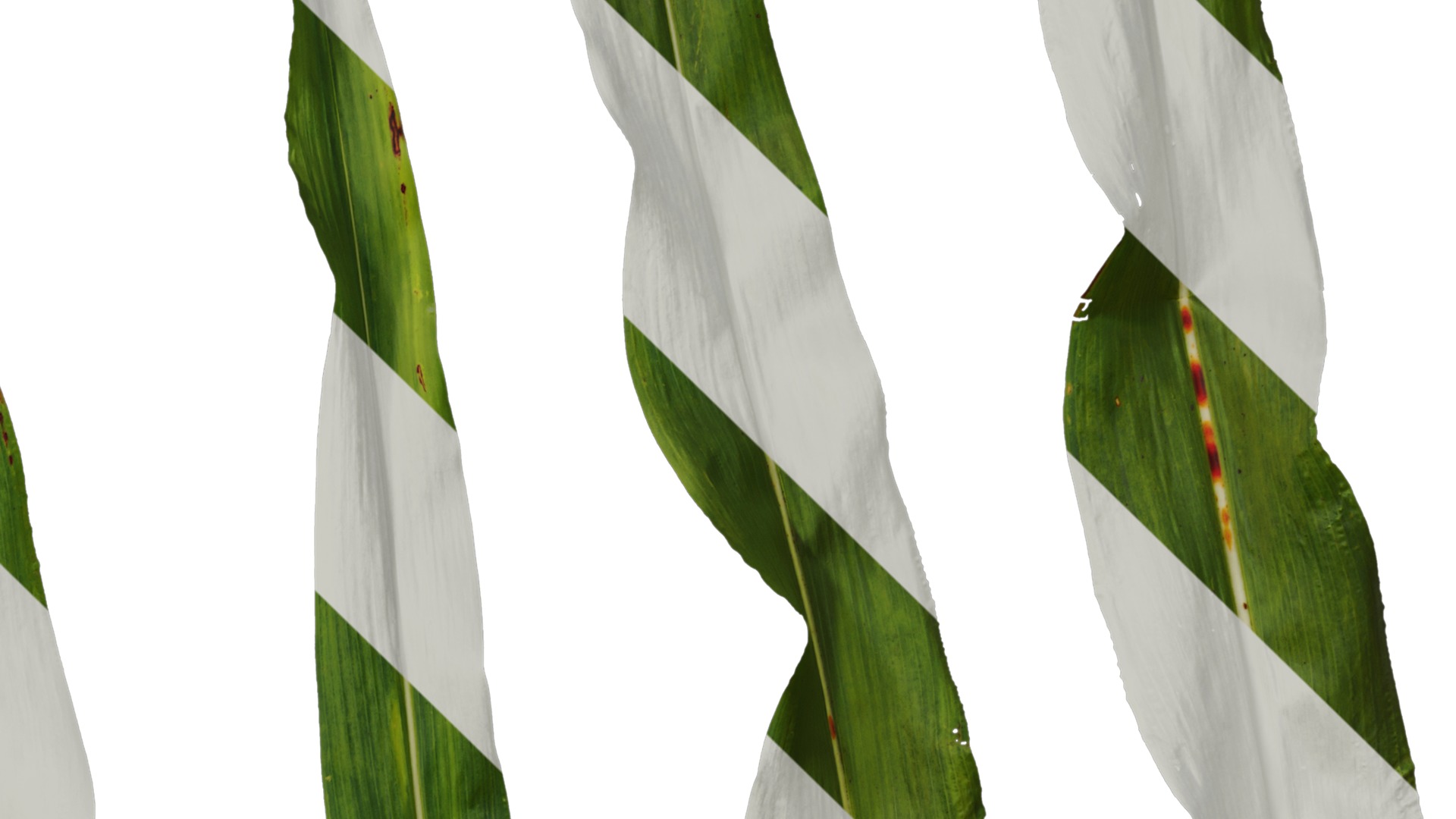 Anydrafts Sorghum bicolor Leaf 01 Texture_4