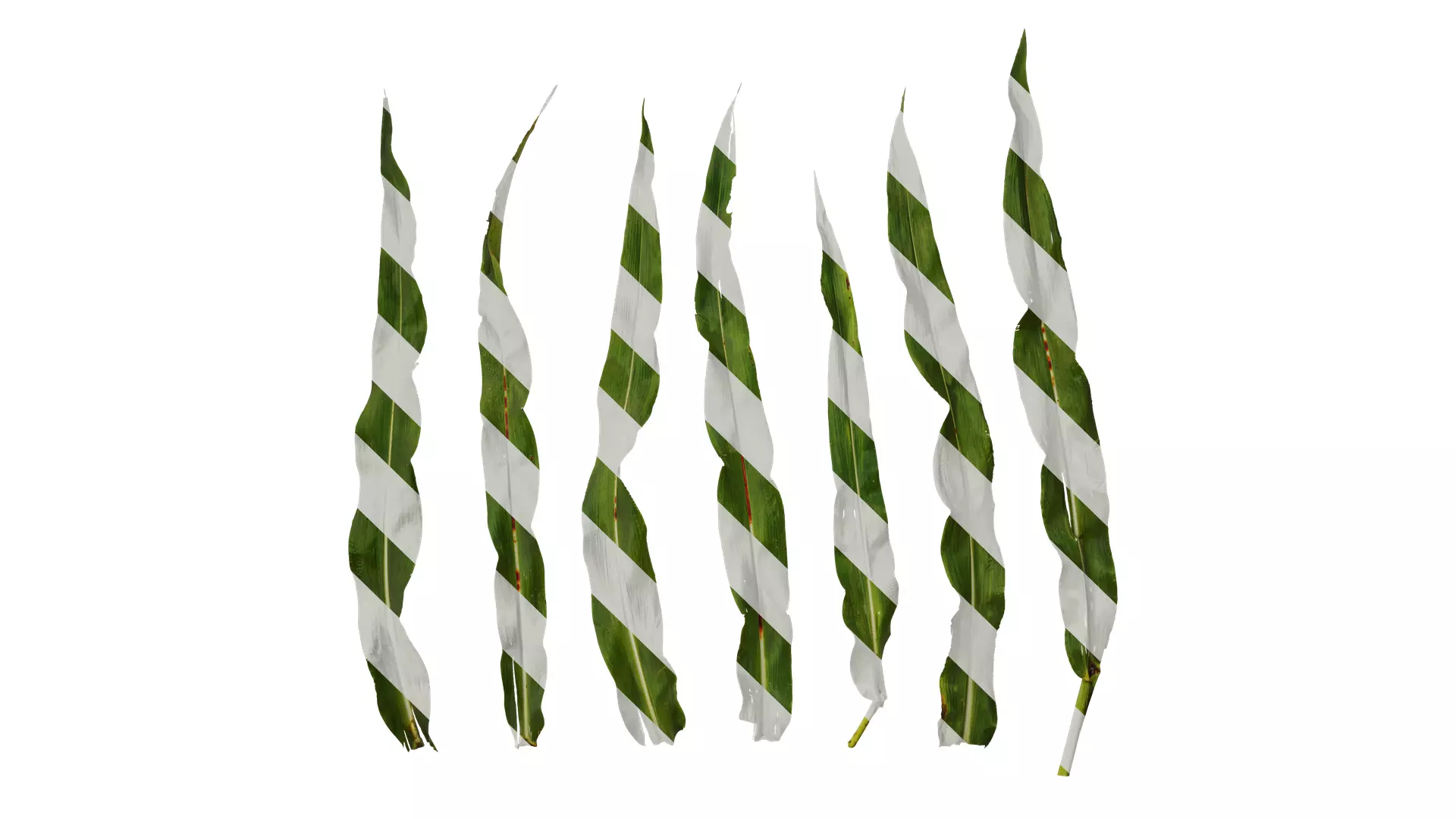 Anydrafts Sorghum bicolor Leaf 01 Texture_0