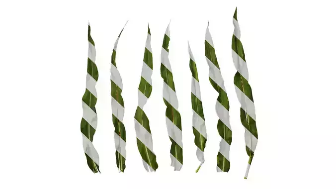 Anydrafts Sorghum bicolor Leaf 01