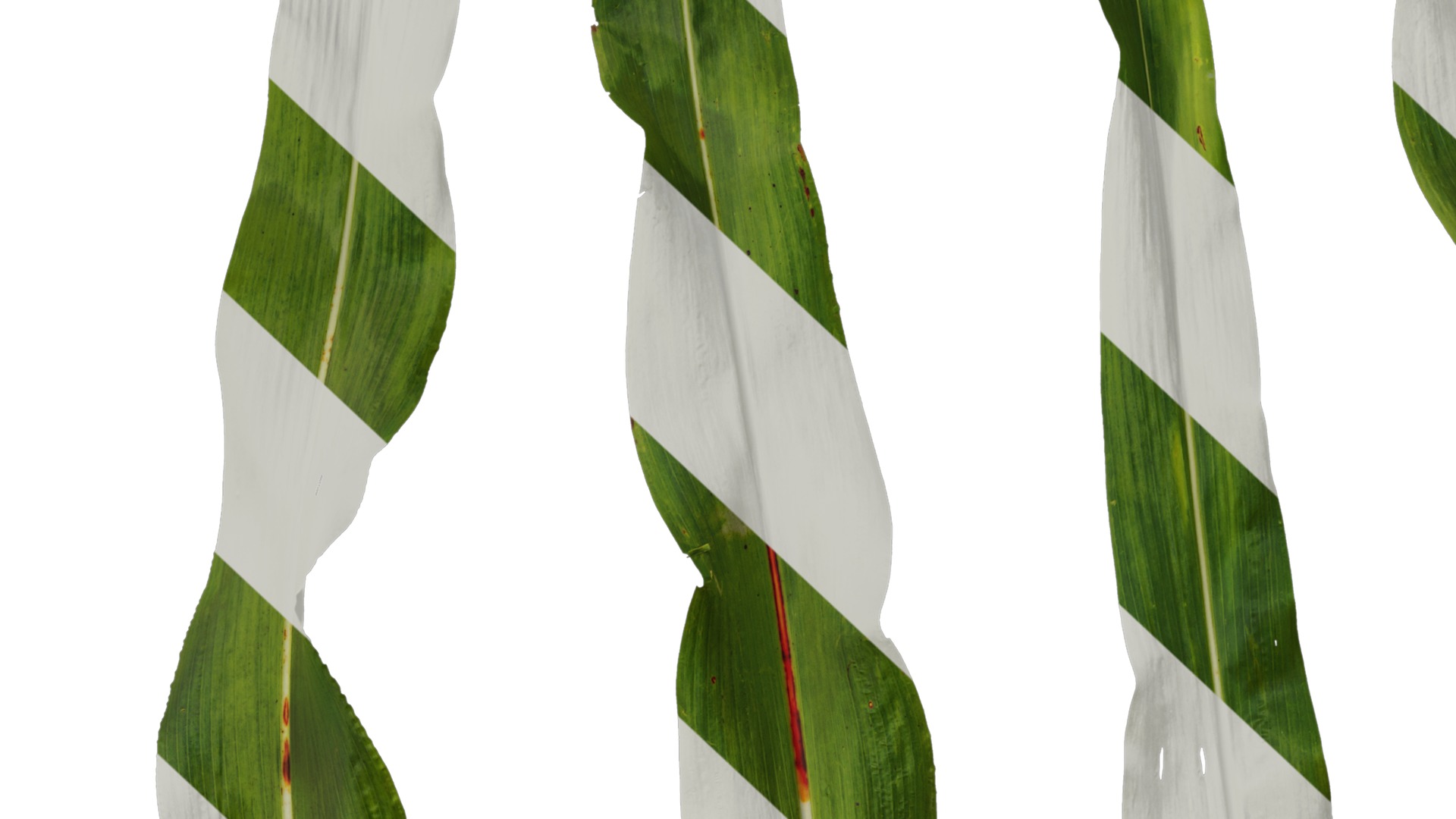 Anydrafts Sorghum bicolor Leaf 01 Texture_7