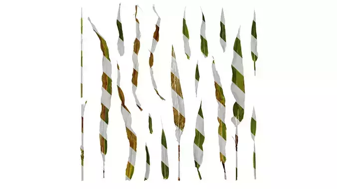 Anydrafts Sorghum bicolor Leaf 02