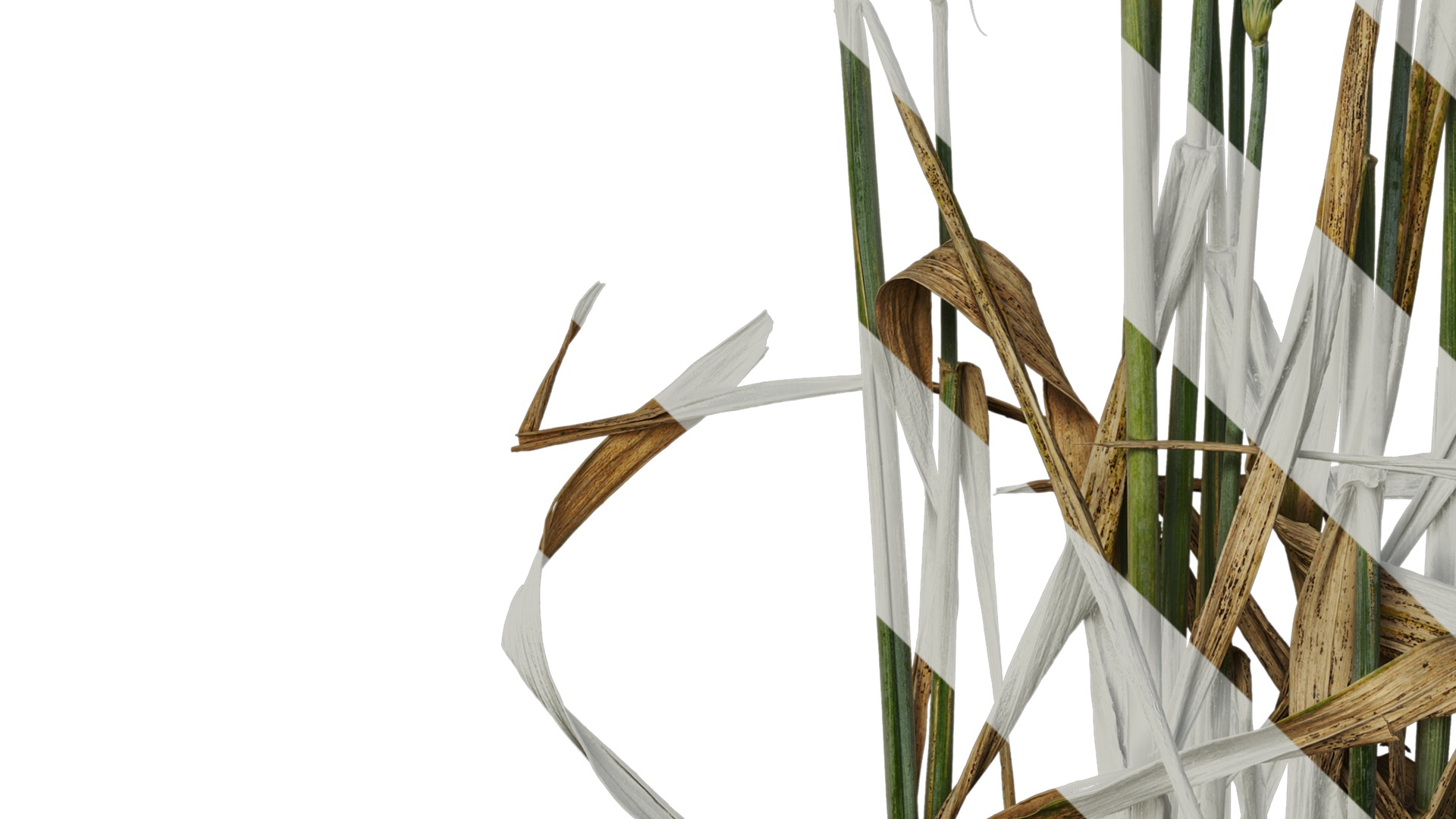 Anydrafts Triticum aestivum Atlas 10 Texture_5