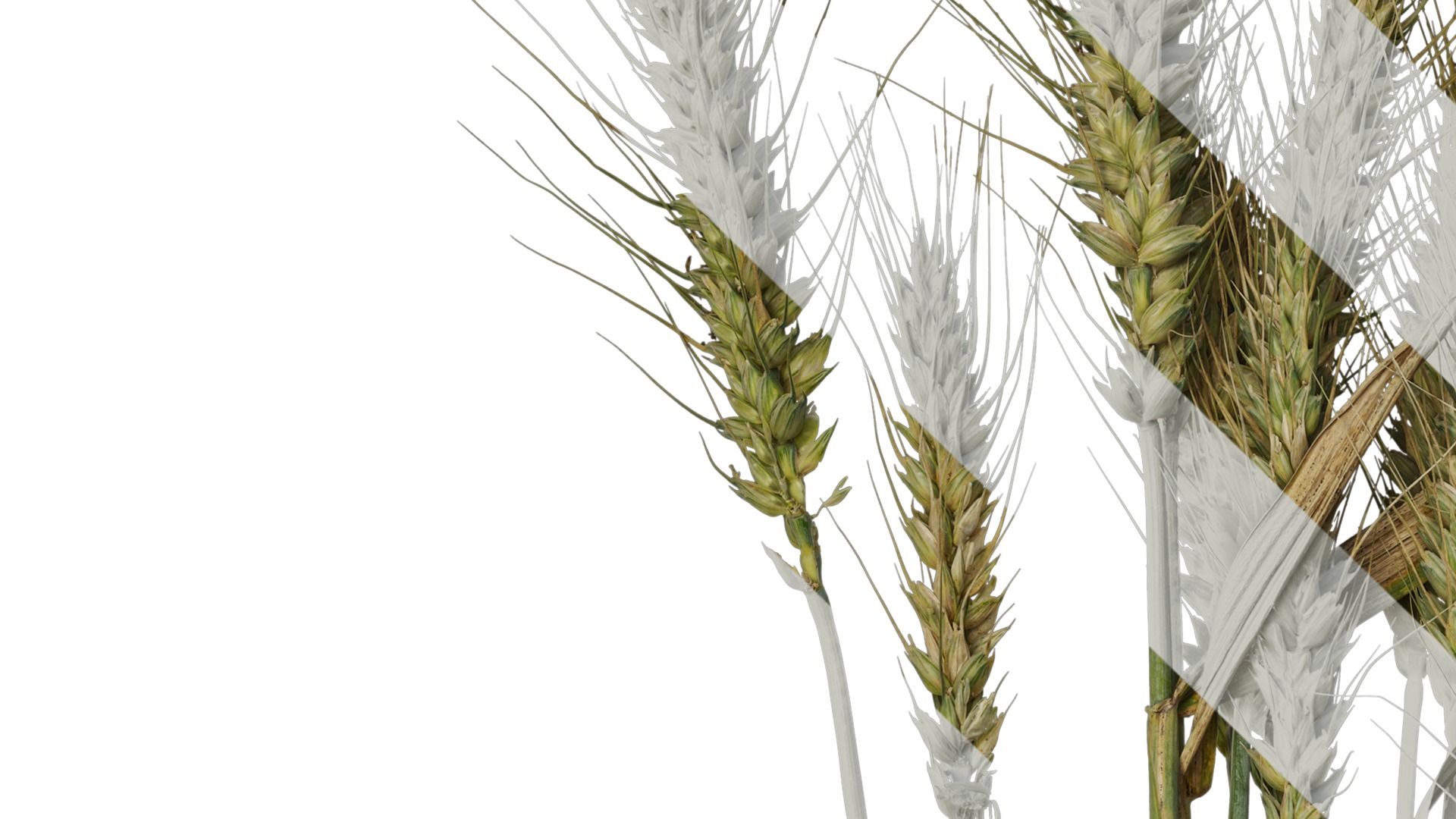 Anydrafts Triticum aestivum Atlas 10 Texture_3