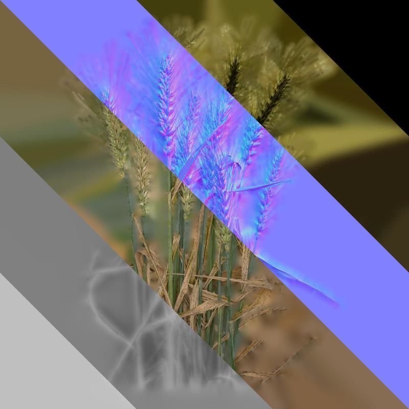 Anydrafts Triticum aestivum Atlas 10 Texture_8