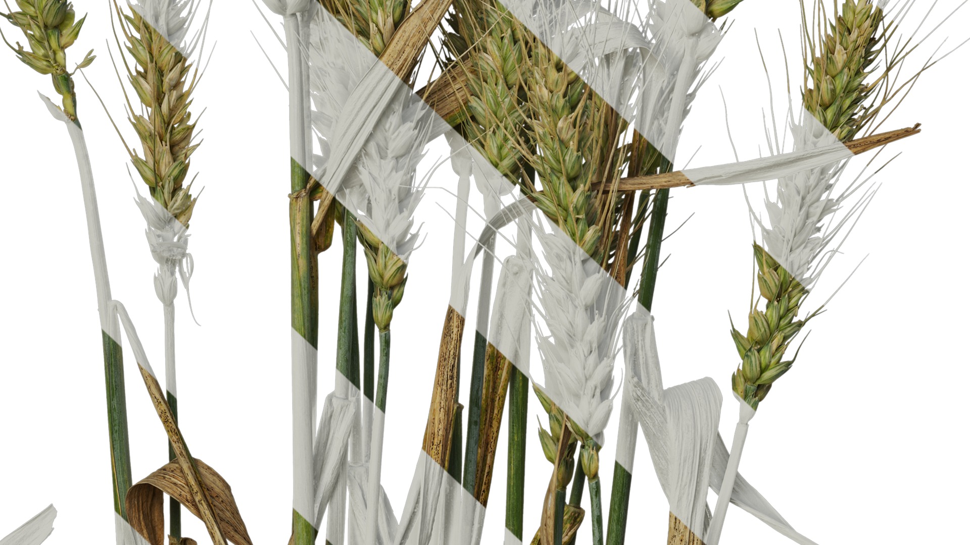 Anydrafts Triticum aestivum Atlas 10 Texture_7