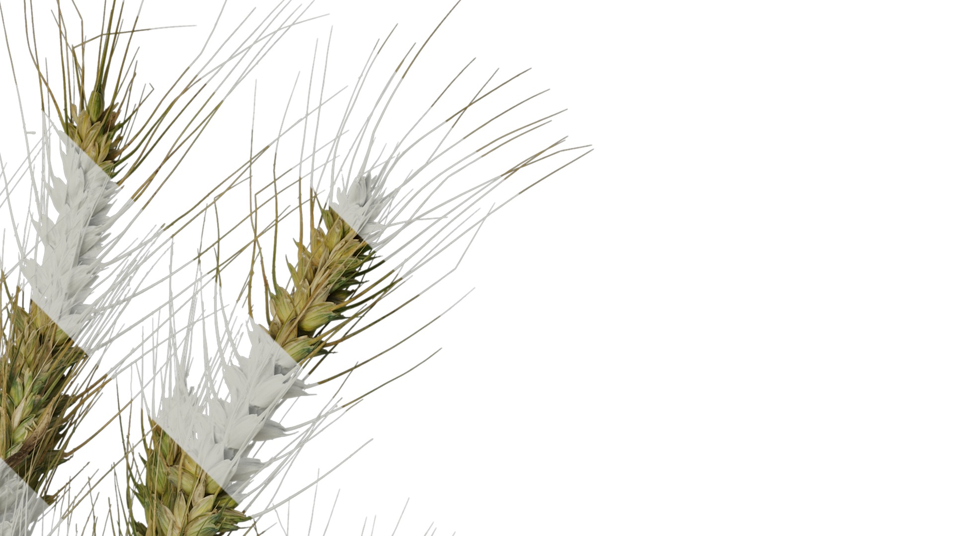 Anydrafts Triticum aestivum Atlas 10 Texture_2