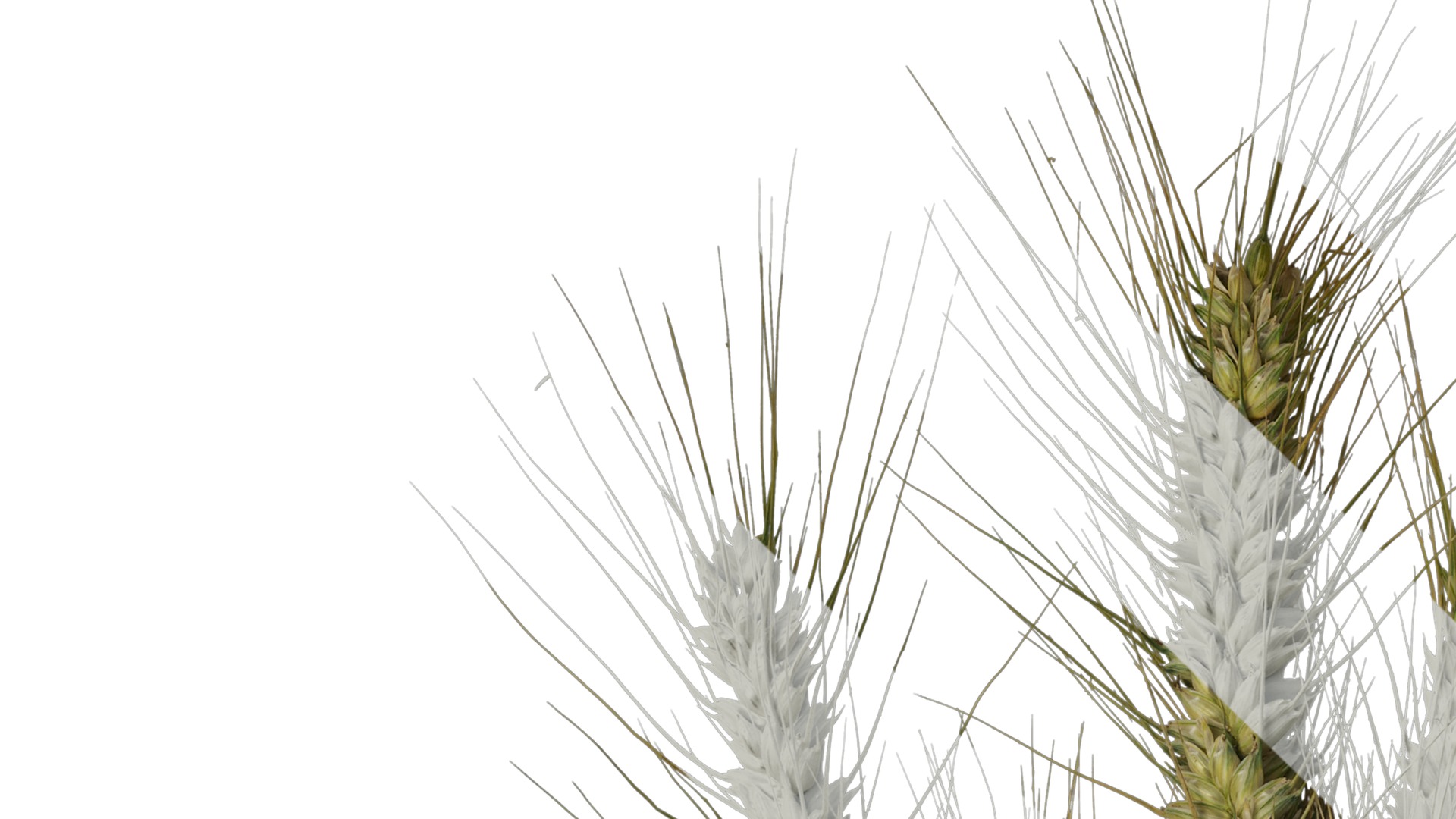 Anydrafts Triticum aestivum Atlas 10 Texture_1