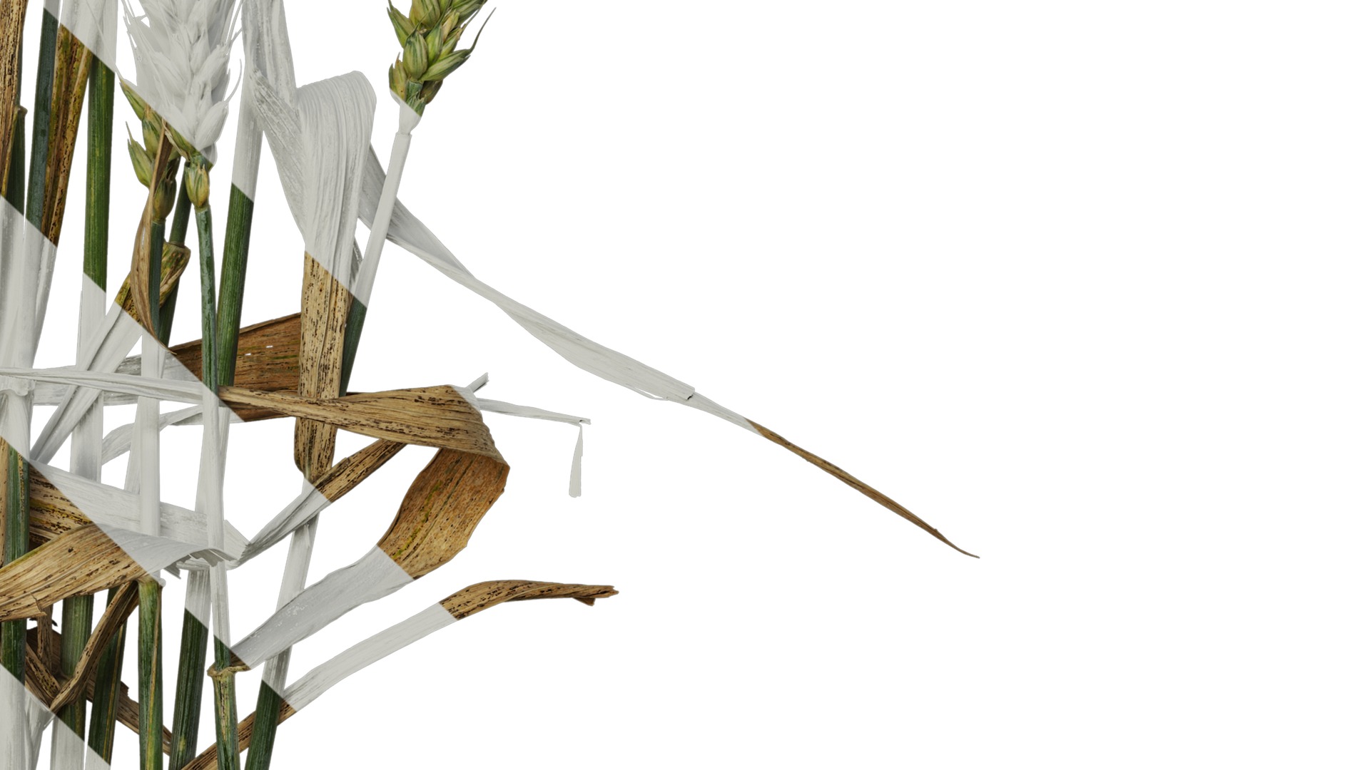 Anydrafts Triticum aestivum Atlas 10 Texture_6