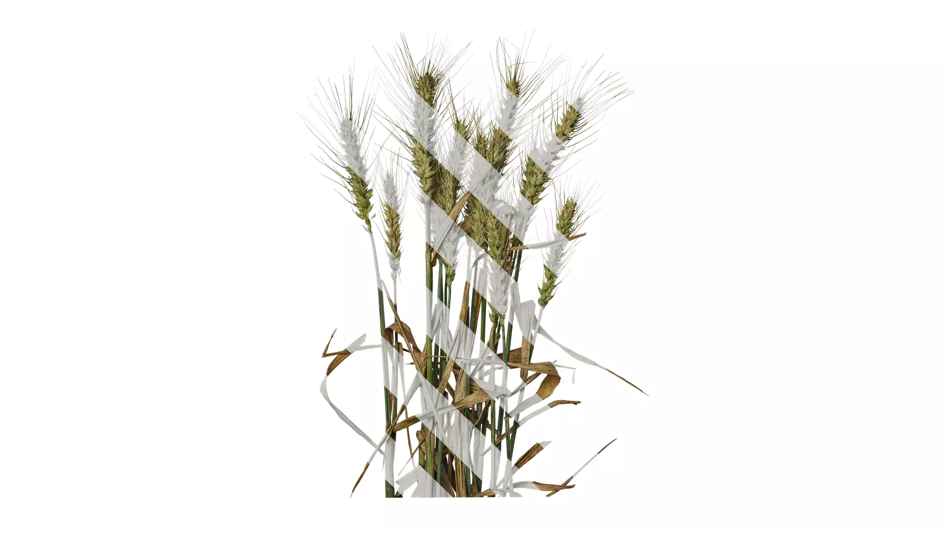 Anydrafts Triticum aestivum Atlas 10 Texture_0
