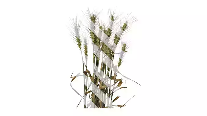 Anydrafts Triticum aestivum Atlas 10 Texture